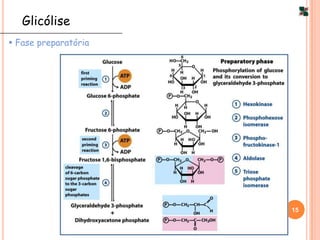 Glicólise
 Fase preparatória




                      15
 