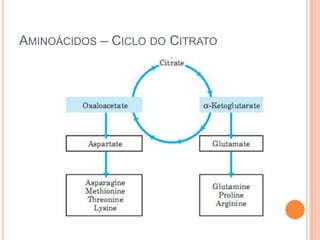 AMINOÁCIDOS – CICLO DO CITRATO
 