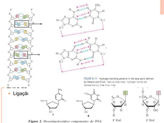 “BASICÃO” – AS LIGAÇÕES

   Entre a base nitrogenada e a pentose
     Ligação Beta Glicosídica
     Base+pentose = Nucleosídeo



   Entre os nucleotídeos
       Ligação Fosfodiéster


   Entre as bases de fitas diferentes
       Ligação de Hidrogênio
 