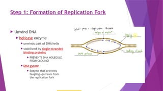 DNA replication is the process by which a cell makes an exact copy of ...
