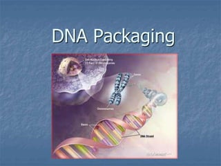 DNA Packaging 
 