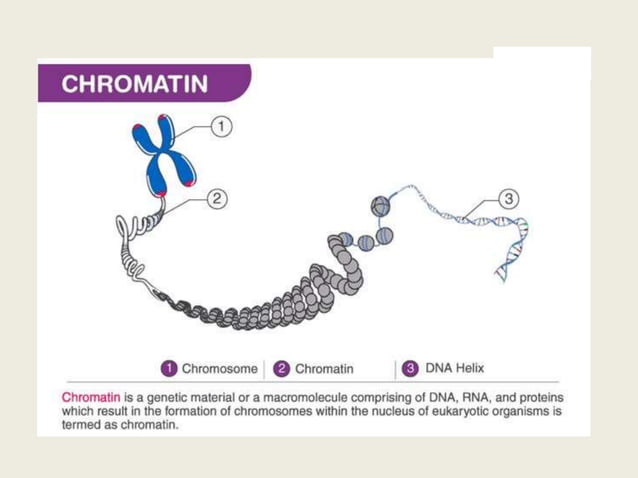 DNA Packaging.pptx