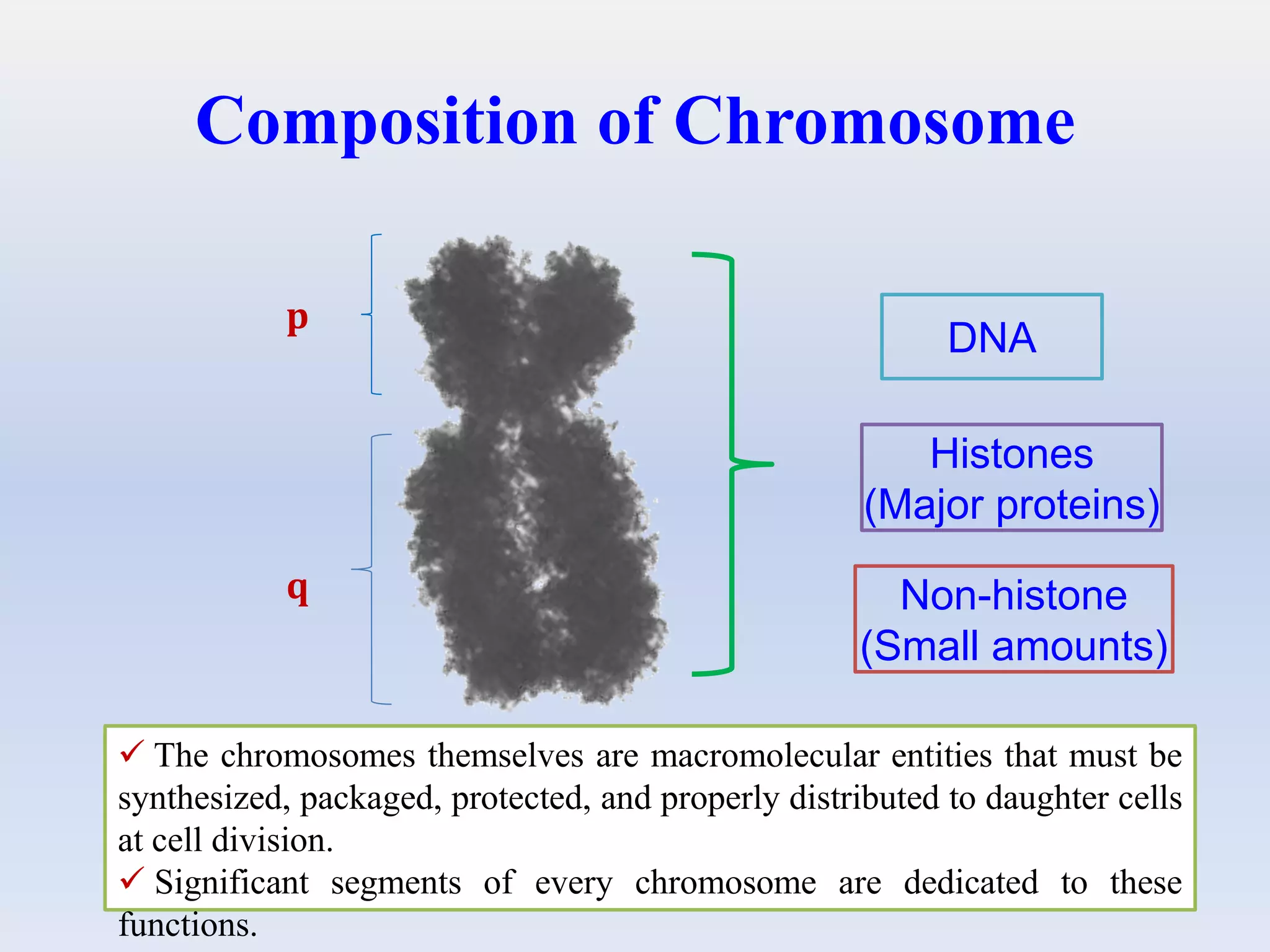 Composition of Chromosome
DNA
Histones
(Major proteins)
Non-histone
(Small amounts)
p
q
 The chromosomes themselves are macromolecular entities that must be
synthesized, packaged, protected, and properly distributed to daughter cells
at cell division.
 Significant segments of every chromosome are dedicated to these
functions.
 