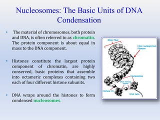 Nucleosomes: The Basic Units of DNA
Condensation
• The material of chromosomes, both protein
and DNA, is often referred to as chromatin.
The protein component is about equal in
mass to the DNA component.
• Histones constitute the largest protein
component of chromatin, are highly
conserved, basic proteins that assemble
into octameric complexes containing two
each of four different histone subunits.
• DNA wraps around the histones to form
condensed nucleosomes.
 