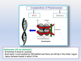 Nucleosome (10 nm diameter):
• 8 histones in bead & 1 outside.
• Each bead: is surrounded by 140 bpDNA and there are 60 bp in the linker region.
• Space between beads is about 14 nm.
 