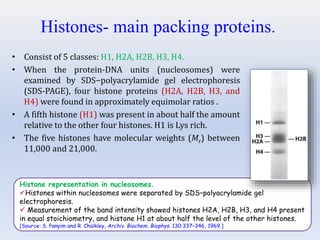 Histone representation in nucleosomes.
Histones within nucleosomes were separated by SDS–polyacrylamide gel
electrophoresis.
 Measurement of the band intensity showed histones H2A, H2B, H3, and H4 present
in equal stoichiometry, and histone H1 at about half the level of the other histones.
[Source: S. Panyim and R. Chalkley, Archiv. Biochem. Biophys. 130:337–346, 1969.]
Histones- main packing proteins.
• Consist of 5 classes: H1, H2A, H2B, H3, H4.
• When the protein-DNA units (nucleosomes) were
examined by SDS−polyacrylamide gel electrophoresis
(SDS-PAGE), four histone proteins (H2A, H2B, H3, and
H4) were found in approximately equimolar ratios .
• A fifth histone (H1) was present in about half the amount
relative to the other four histones. H1 is Lys rich.
• The five histones have molecular weights (Mr) between
11,000 and 21,000.
 