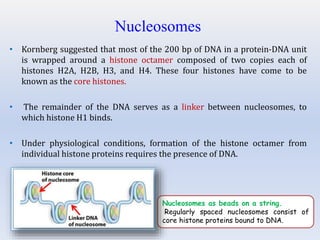 Nucleosomes
• Kornberg suggested that most of the 200 bp of DNA in a protein-DNA unit
is wrapped around a histone octamer composed of two copies each of
histones H2A, H2B, H3, and H4. These four histones have come to be
known as the core histones.
• The remainder of the DNA serves as a linker between nucleosomes, to
which histone H1 binds.
• Under physiological conditions, formation of the histone octamer from
individual histone proteins requires the presence of DNA.
Nucleosomes as beads on a string.
Regularly spaced nucleosomes consist of
core histone proteins bound to DNA.
 