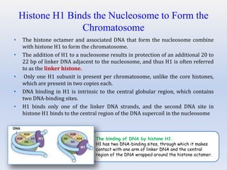 Histone H1 Binds the Nucleosome to Form the
Chromatosome
• The histone octamer and associated DNA that form the nucleosome combine
with histone H1 to form the chromatosome.
• The addition of H1 to a nucleosome results in protection of an additional 20 to
22 bp of linker DNA adjacent to the nucleosome, and thus H1 is often referred
to as the linker histone.
• Only one H1 subunit is present per chromatosome, unlike the core histones,
which are present in two copies each.
• DNA binding in H1 is intrinsic to the central globular region, which contains
two DNA-binding sites.
• H1 binds only one of the linker DNA strands, and the second DNA site in
histone H1 binds to the central region of the DNA supercoil in the nucleosome
The binding of DNA by histone H1.
H1 has two DNA-binding sites, through which it makes
contact with one arm of linker DNA and the central
region of the DNA wrapped around the histone octamer.
 