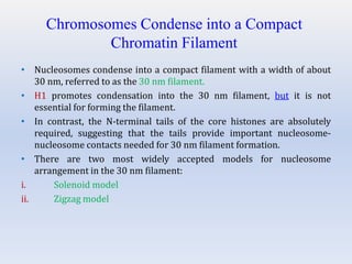 Chromosomes Condense into a Compact
Chromatin Filament
• Nucleosomes condense into a compact filament with a width of about
30 nm, referred to as the 30 nm filament.
• H1 promotes condensation into the 30 nm filament, but it is not
essential for forming the filament.
• In contrast, the N-terminal tails of the core histones are absolutely
required, suggesting that the tails provide important nucleosome-
nucleosome contacts needed for 30 nm filament formation.
• There are two most widely accepted models for nucleosome
arrangement in the 30 nm filament:
i. Solenoid model
ii. Zigzag model
 