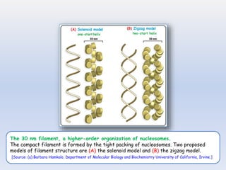 The 30 nm filament, a higher-order organization of nucleosomes.
The compact filament is formed by the tight packing of nucleosomes. Two proposed
models of filament structure are (A) the solenoid model and (B) the zigzag model.
[Source: (a) Barbara Hamkalo, Department of Molecular Biology and Biochemistry University of California, Irvine.]
 