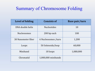 Level of folding Consists of Base pair/turn
DNA double helix Nucleotides 10
Nucleosomes 200 bp each 100
30 Nanometer fiber 6 Nucleosomes /turn 1,200
Loops 50 Solenoids/loop 60,000
Miniband 18 loops 1,080,000
Chromatid 1,000,000 minibands
Summary of Chromosome Folding
 