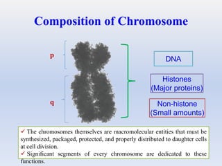Composition of Chromosome
DNA
Histones
(Major proteins)
Non-histone
(Small amounts)
p
q
 The chromosomes themselves are macromolecular entities that must be
synthesized, packaged, protected, and properly distributed to daughter cells
at cell division.
 Significant segments of every chromosome are dedicated to these
functions.
 