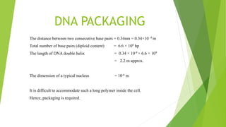 DNA PACKAGING
The distance between two consecutive base pairs = 0.34nm = 0.34×10 -9 m
Total number of base pairs (diploid content) = 6.6 × 109 bp
The length of DNA double helix = 0.34 × 10-9 × 6.6 × 109
= 2.2 m approx.
The dimension of a typical nucleus = 10-6 m
It is difficult to accommodate such a long polymer inside the cell.
Hence, packaging is required.
 
