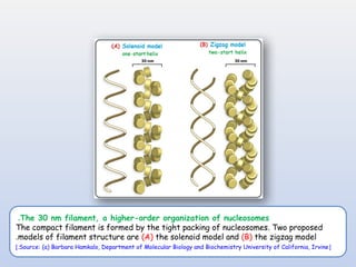 Comprehensive Overview of DNA Packaging and Chromatin Structure in ...