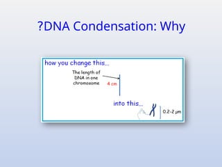 Comprehensive Overview of DNA Packaging and Chromatin Structure in ...