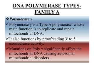 DNA POLYMERASE TYPES-
FAMILY A
Polymerase γ
Polymerase γ is a Type A polymerase, whose
main function is to replicate and repair
mitochondrial DNA.
It also functions by proofreading 3′ to 5′
exonuclease activity.
Mutations on Poly γ significantly affect the
mitochondrial DNA causing autosomal
mitochondrial disorders.
 