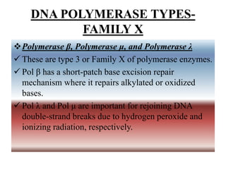 DNA POLYMERASE TYPES-
FAMILY X
Polymerase β, Polymerase μ, and Polymerase λ
 These are type 3 or Family X of polymerase enzymes.
 Pol β has a short-patch base excision repair
mechanism where it repairs alkylated or oxidized
bases.
 Pol λ and Pol μ are important for rejoining DNA
double-strand breaks due to hydrogen peroxide and
ionizing radiation, respectively.
 