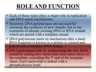 ROLE AND FUNCTION
 Each of these types plays a major role in replication
and DNA repair mechanisms.
 However, DNA polymerases are not used for
initiating the synthesis of new strands, but in the
extension of already existing DNA or RNA strands
which are paired with a template strand.
 DNA polymerase starts its mechanism after a short
RNA fragment is known as a primer is created and
paired with a template DNA strand.
 DNA polymerase acts by synthesizing the new DNA
strand by adding new nucleotides that match those of
the template, extending the 3′ end of the template
chain. Each nucleotide is linked with a
phosphodiester bond.
 