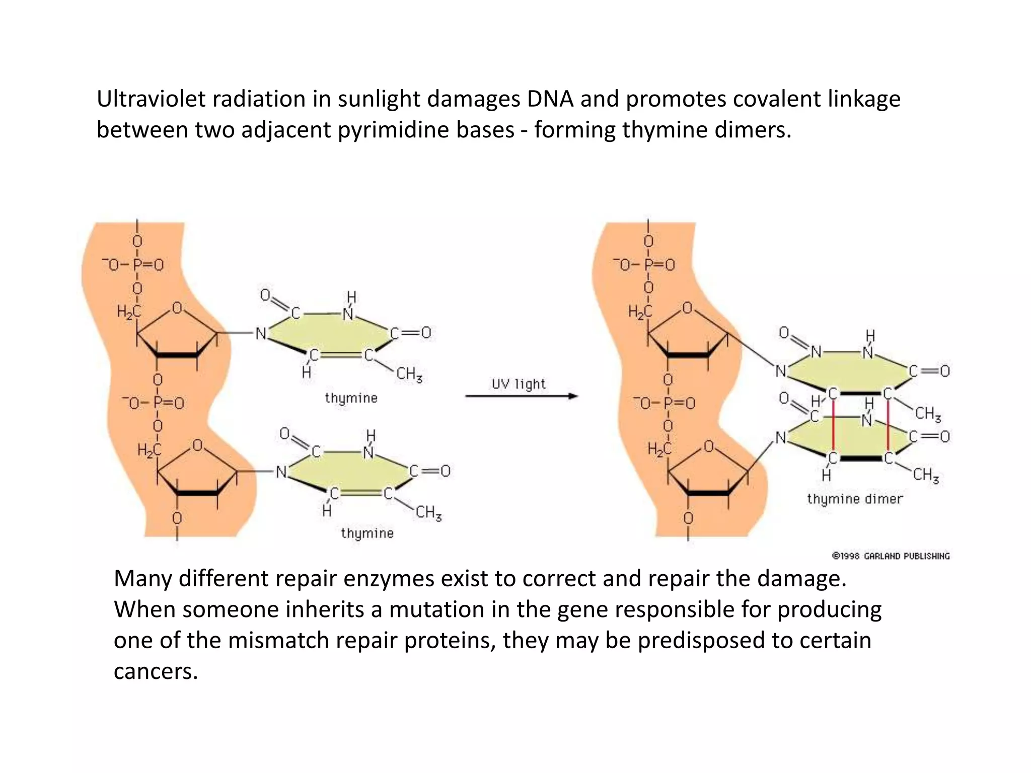 DNA polymerase proofreading and processivity.pptx