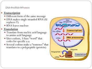 Sentence For Dna Dna power point final | PPT