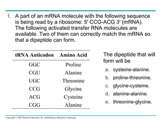 A part of an mRNA molecule with the following sequence is being read by a ribosome: 5' CCG-ACG 3' (mRNA). The following activated transfer RNA molecules are available. Two of them can correctly match the mRNA so that a dipeptide can form. The dipeptide that will form will be   cysteine-alanine.  proline-threonine.  glycine-cysteine.  alanine-alanine.  threonine-glycine.  tRNA Anticodon Amino Acid GGC Proline CGU Alanine UGC Threonine CCG Glycine ACG Cysteine CGG Alanine 