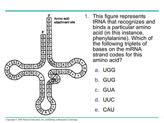 This figure represents tRNA that recognizes and binds a particular amino acid (in this instance, phenylalanine). Which of the following triplets of bases on the mRNA strand codes for this amino acid? UGG GUG GUA UUC CAU  