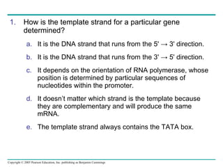 How is the template strand for a particular gene determined? It is the DNA strand that runs from the 5'  ->  3' direction. It is the DNA strand that runs from the 3'  ->  5' direction. It depends on the orientation of RNA polymerase, whose position is determined by particular sequences of nucleotides within the promoter. It doesn’t matter which strand is the template because they are complementary and will produce the same mRNA. The template strand always contains the TATA box. 