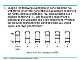 Imagine the following experiment is done: Bacteria are first grown for several generations in a medium containing the  lighter  isotope of nitrogen,  14 N, then switched into a medium containing  15 N. The rest of the experiment is identical to the Meselson and Stahl experiment. Which of the following represents the band positions you would expect after two generations?   * 