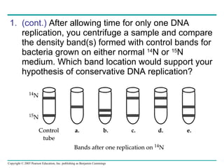 (cont.)  After allowing time for only one DNA replication, you centrifuge a sample and compare the density band(s) formed with control bands for bacteria grown on either normal  14 N or  15 N medium. Which band location would support your hypothesis of conservative DNA replication?  