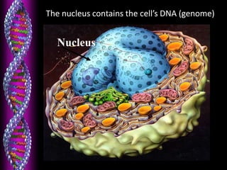 The nucleus contains the cell’s DNA (genome)
Nucleus
 