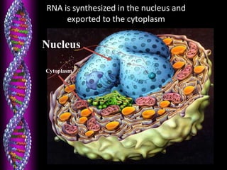 RNA is synthesized in the nucleus and
exported to the cytoplasm
Nucleus
Cytoplasm
 