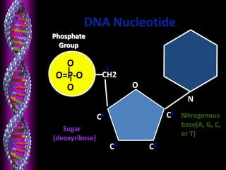 DNA Nucleotide
O
O=P-O
O
Phosphate
Group
N
Nitrogenous
base(A, G, C,
or T)
CH2
O
C1
C4
C3 C2
5
Sugar
(deoxyribose)
 