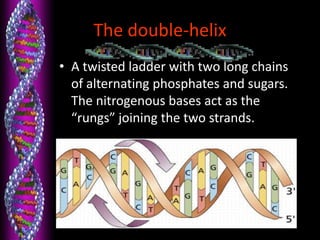 The double-helix
• A twisted ladder with two long chains
of alternating phosphates and sugars.
The nitrogenous bases act as the
“rungs” joining the two strands.
 