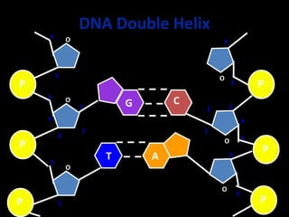 DNA Double Helix
P
P
P
O
O
O
1
2
3
4
5
5
3
3
5
P
P
P
O
O
O
1
2 3
4
5
5
3
5
3
G C
T A
 
