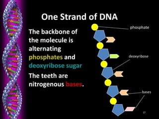 17
One Strand of DNA
• The backbone of
the molecule is
alternating
phosphates and
deoxyribose sugar
• The teeth are
nitrogenous bases.
phosphate
deoxyribose
bases
 