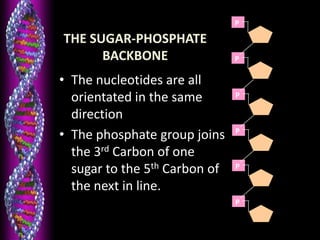 THE SUGAR-PHOSPHATE
BACKBONE
• The nucleotides are all
orientated in the same
direction
• The phosphate group joins
the 3rd Carbon of one
sugar to the 5th Carbon of
the next in line.
P
P
P
P
P
P
 
