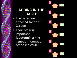 ADDING IN THE
BASES
• The bases are
attached to the 1st
Carbon
• Their order is
important
It determines the
genetic information
of the molecule
P
P
P
P
P
P
G
C
C
A
T
T
 