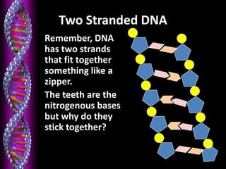 20
Two Stranded DNA
• Remember, DNA
has two strands
that fit together
something like a
zipper.
• The teeth are the
nitrogenous bases
but why do they
stick together?
 