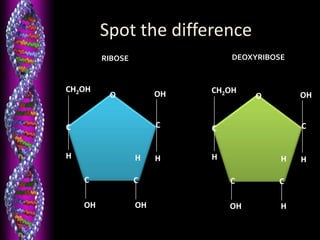 RIBOSE DEOXYRIBOSE
CH2OH
H
OH
C
C
OH OH
C
O
H HH
C
CH2OH
H
OH
C
C
OH H
C
O
H HH
C
Spot the difference
 