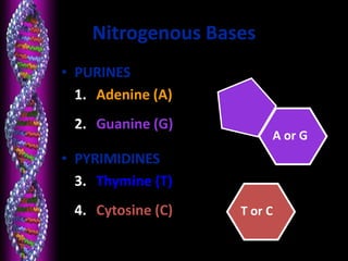 Nitrogenous Bases
• PURINES
1. Adenine (A)
2. Guanine (G)
• PYRIMIDINES
3. Thymine (T)
4. Cytosine (C) T or C
A or G
 