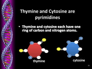 23
Thymine and Cytosine are
pyrimidines
• Thymine and cytosine each have one
ring of carbon and nitrogen atoms.
C
N
N
O
N
cytosine
C
N
N
O
O
thymine
C
C
C
C
C
C
C
 