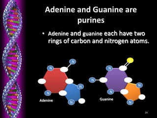 24
Adenine and Guanine are
purines
• Adenine and guanine each have two
rings of carbon and nitrogen atoms.
C
C
C
C
N
N
N
Adenine
N
N
C
C
C
C
C
N
N
O
N
Guanine
N
N
C
 