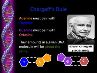 Chargaff’s Rule
• Adenine must pair with
Thymine
• Guanine must pair with
Cytosine
• Their amounts in a given DNA
molecule will be about the
same.
G CT A
 