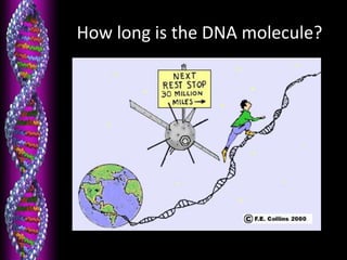 How long is the DNA molecule?
 