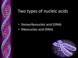 Two types of nucleic acids
• Deoxyribonucleic acid (DNA)
• Ribonucleic acid (RNA)
 