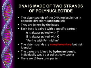 DNA IS MADE OF TWO STRANDS
OF POLYNUCLEOTIDE
 The sister strands of the DNA molecule run in
opposite directions (antiparallel)
 They are joined by the bases
 Each base is paired with a specific partner:
A is always paired with T
G is always paired with C
“Purine with Pyrimidine”
 The sister strands are complementary but not
identical
 The bases are joined by hydrogen bonds,
individually weak but collectively strong
 There are 10 base pairs per turn
 