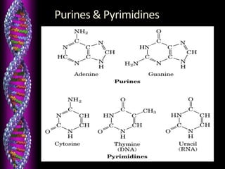 Structure of Nucleotide Bases
Purines & Pyrimidines
 