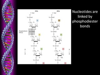 Nucleotides are
linked by
phosphodiester
bonds
 