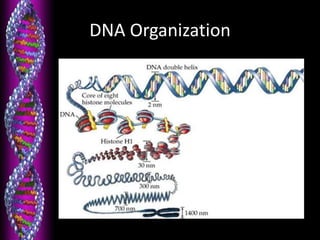 DNA Organization
 