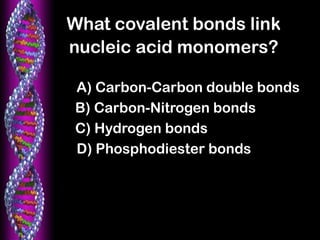 What covalent bonds link
nucleic acid monomers?
A) Carbon-Carbon double bonds
B) Carbon-Nitrogen bonds
C) Hydrogen bonds
D) Phosphodiester bonds
 